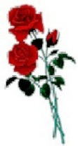 róze1